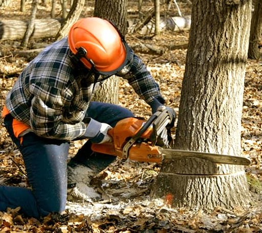 Tree Removal in New Zion, SC